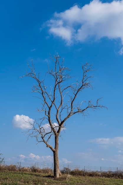 Árbol solitario sin follaje