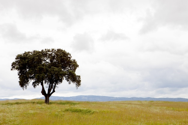 Foto Árbol solitario en hierba seca con un cielo nublado