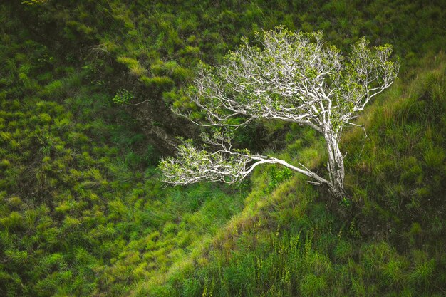 El árbol solitario entre la hierba verde. Escena asiática