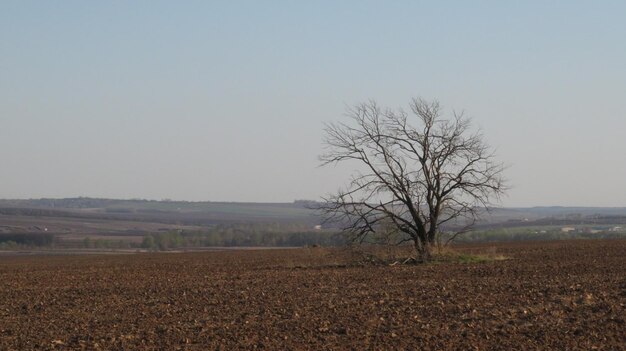 Un árbol solitario sin hojas en un campo arado