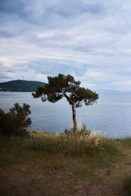 Foto un árbol solitario en una ladera frente al mar mediterráneo