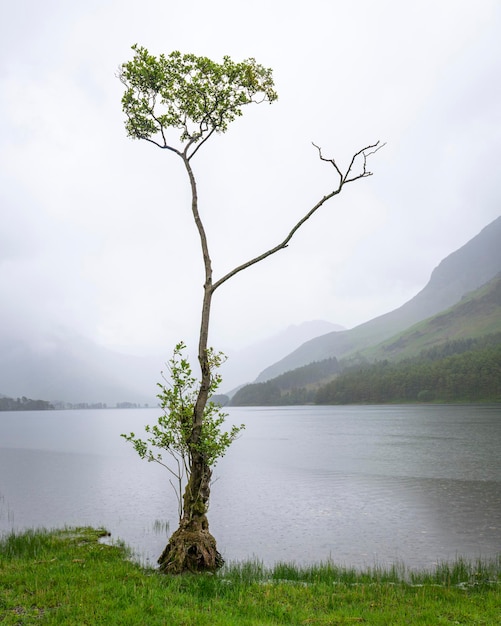 Árbol solitario en la lluvia en el lago Buttermere en el distrito de los lagos de Reino Unido