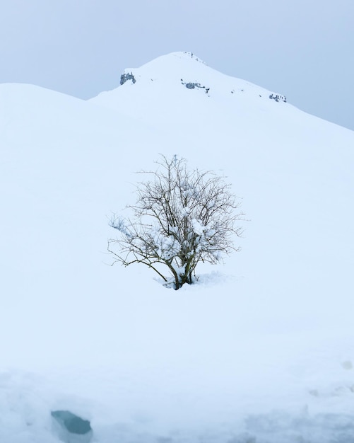 Arbol solitario y minimalista en medio de una montana nevada
