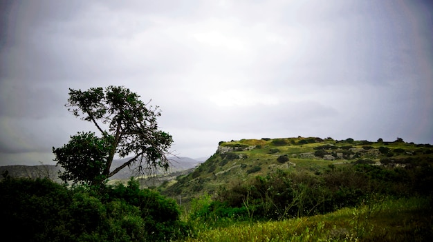 árbol solitario entre las montañas