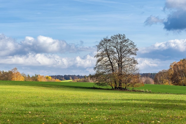 Árbol solitario en el paisaje de otoño