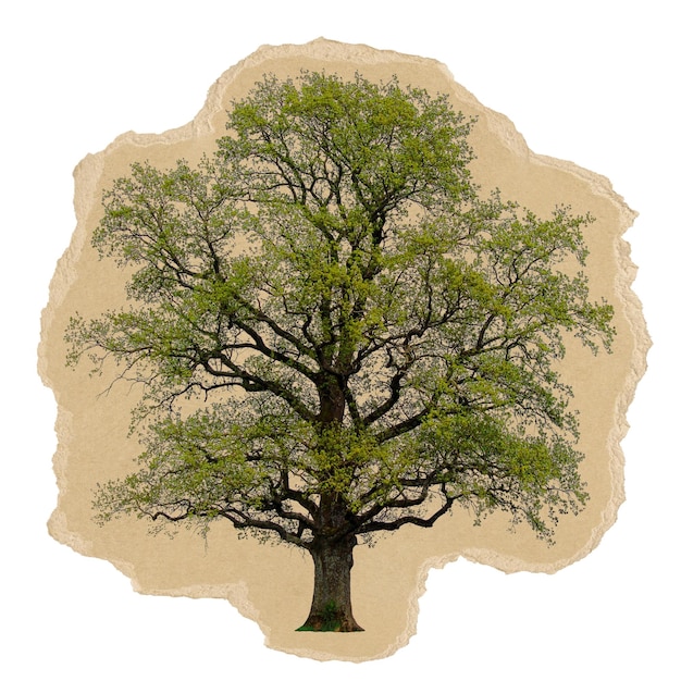 Árbol solitario pegatina png papel rasgado fondo transparente