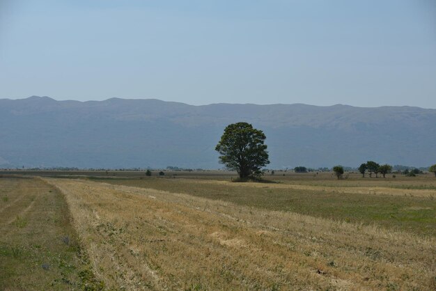 árbol solitario en la pradera en el hermoso paisaje natural del campo