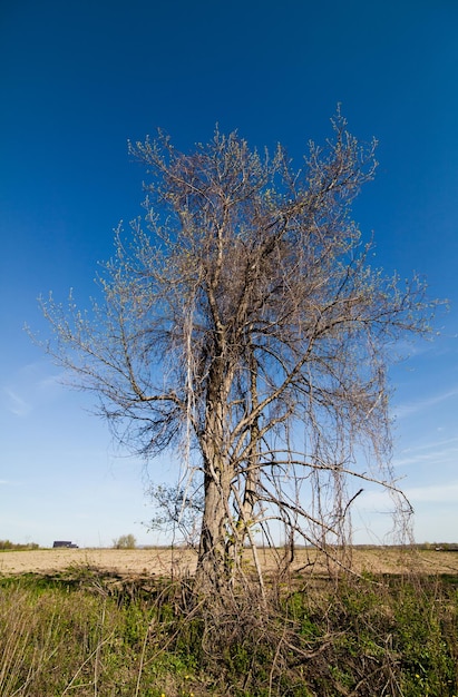 Árbol solitario en la primaveraxA