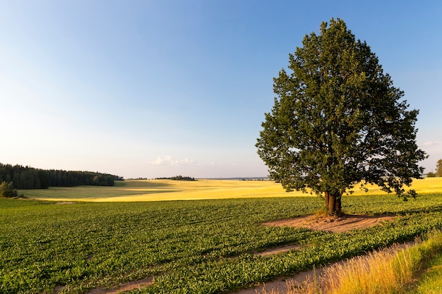 Un árbol solitario que crece en un área desértica, el árbol es alto y se destaca de los otros árboles, hermosa naturaleza con un solo árbol solitario