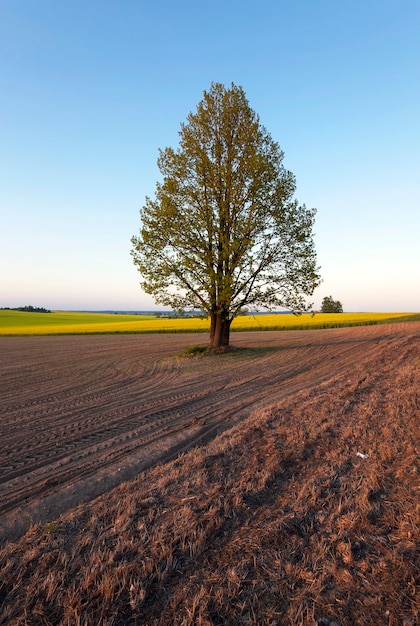 Un árbol solitario que crece en el campo agrícola. Bielorrusia