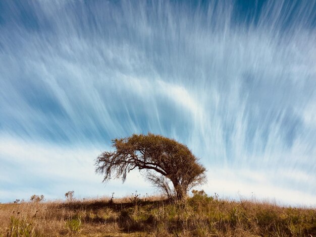 Foto el árbol solitario