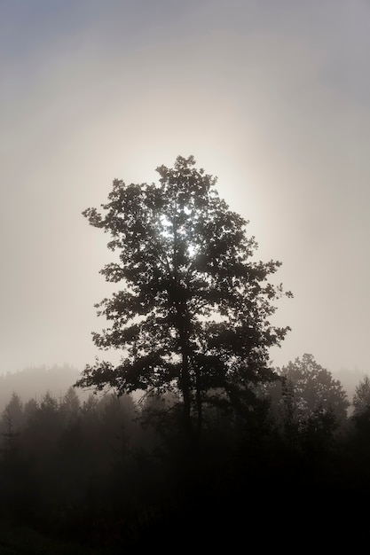 Un árbol solitario