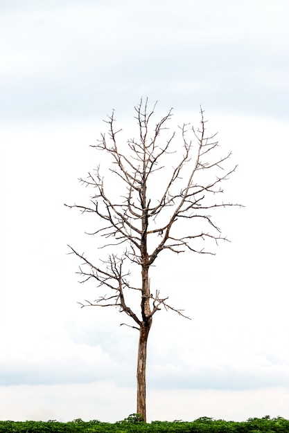 Foto Árbol solitario