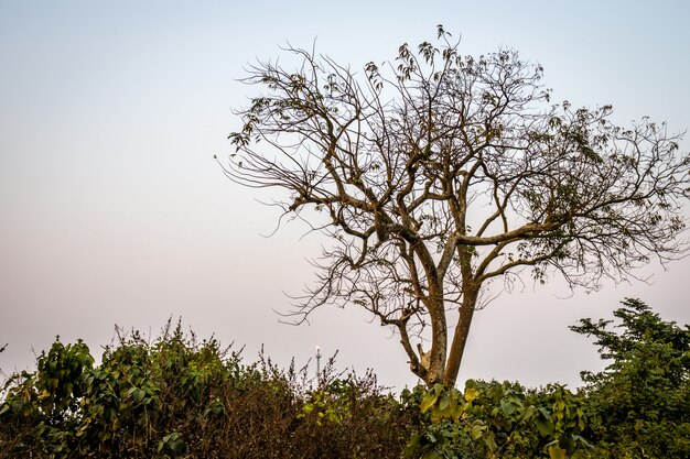 Un arbol solitario