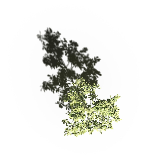 árbol con una sombra debajo, vista superior, aislado en fondo blanco, ilustración 3D, cg render