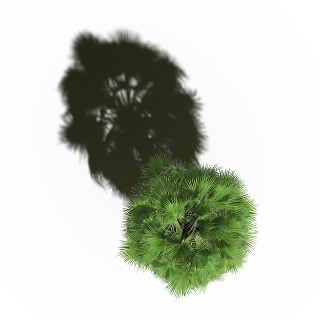 árbol con una sombra debajo, vista superior, aislado en fondo blanco, ilustración 3D, cg render