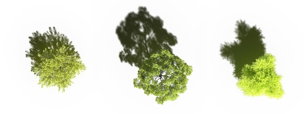 árbol con una sombra debajo, vista superior, aislado en fondo blanco, ilustración 3D, cg render