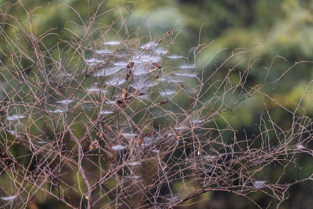 Un árbol con telas de araña