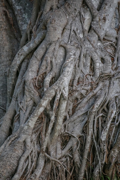 Árbol de textura de raíces entrelazadas Fondo gris natural