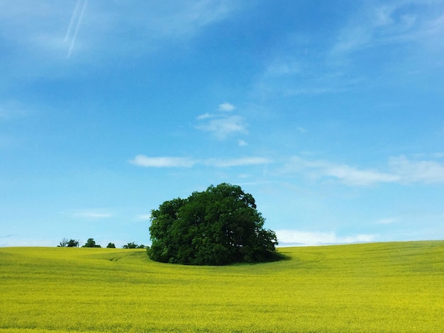 Árbol en una tierra de hierba con el cielo en el fondo