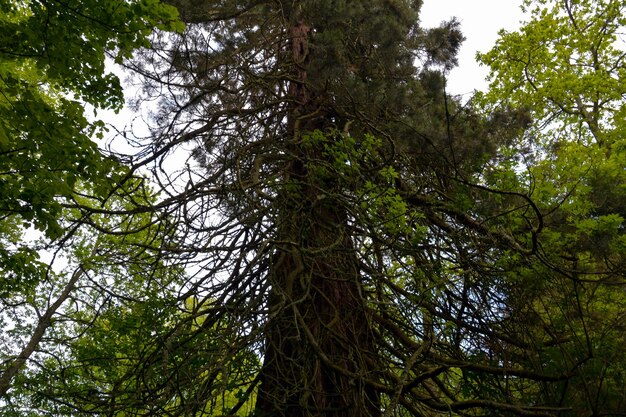 Un árbol torcido salvaje que crece hacia arriba en el bosque Vista desde abajo