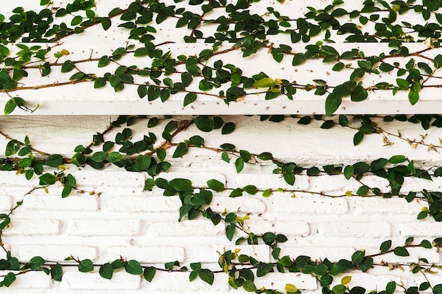 Foto Árbol trepador en la pared