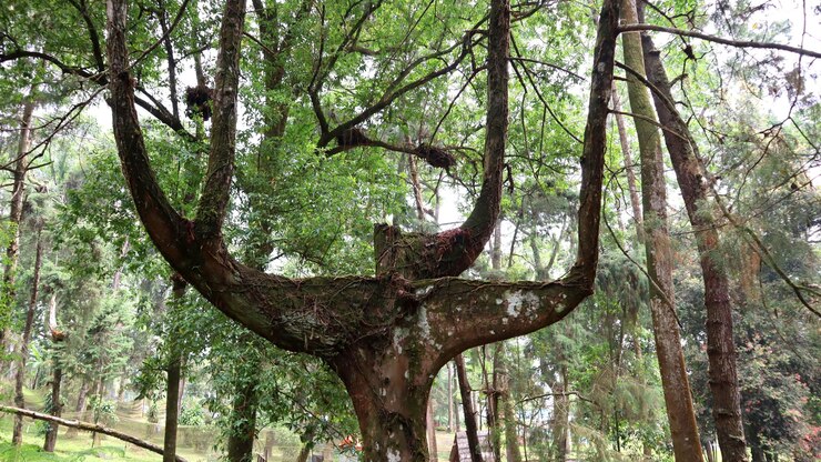 un árbol con tres ramas únicas en el área del parque Tawangmangu Wonderpark Indonesia