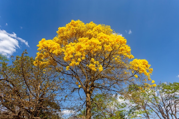 El árbol de la trompeta dorada o el árbol del ipe amarillo Handroanthus chrysotrichus