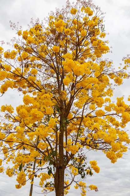 Árbol de trompeta dorada también conocido como Ipe amarillo Tabebuia Alba árbol Handroanthus albus Ipe brasileño
