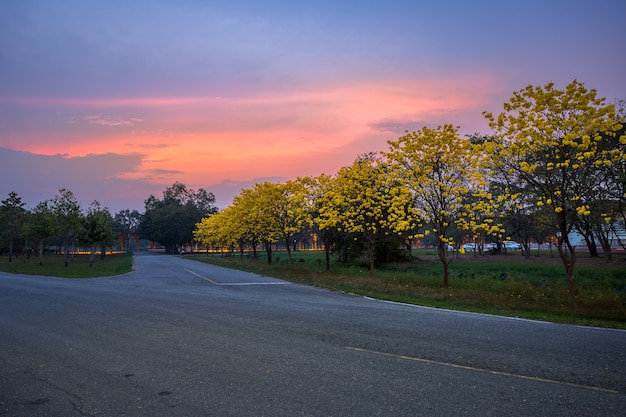 Árbol de la trompeta de oro en el parque en Phitsanulok