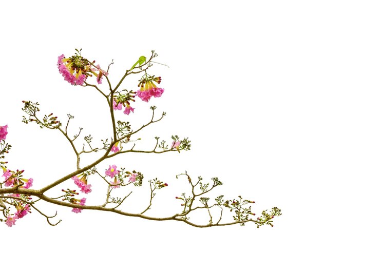 Árbol de trompeta rosa o Tabebuia rosea aislado sobre un fondo blanco
