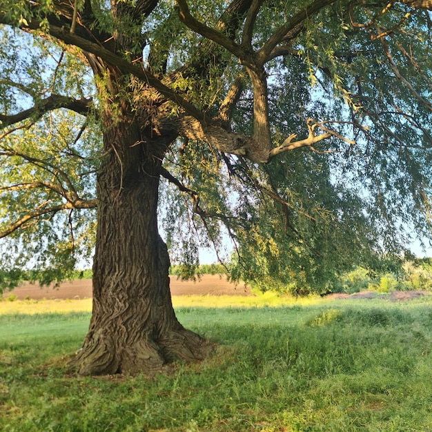 Un árbol con un tronco torcido y la palabra sauce en él.