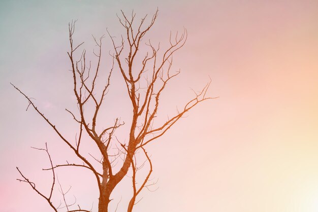 Foto Árbol único sin hojas sobre un fondo de cielo al atardecer o al amanecer