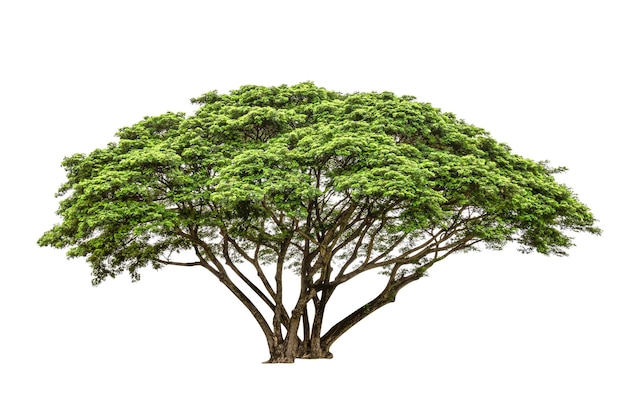 Árbol verde aislado sobre fondo blanco