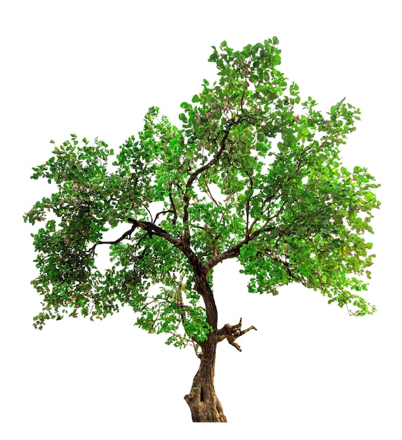 Árbol verde aislado sobre un fondo blanco