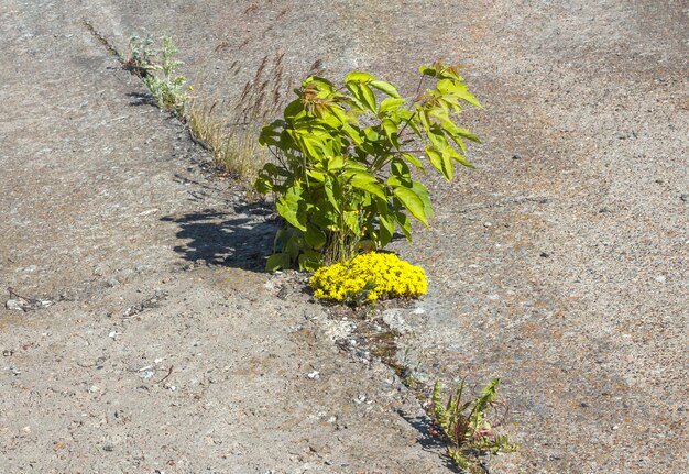 Foto un árbol verde y flores han brotado entre el cemento gris y están alcanzando el sol