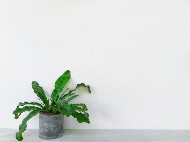 Foto Árbol verde con fondo blanco