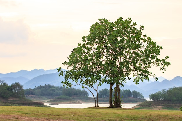 Árbol verde en el fondo