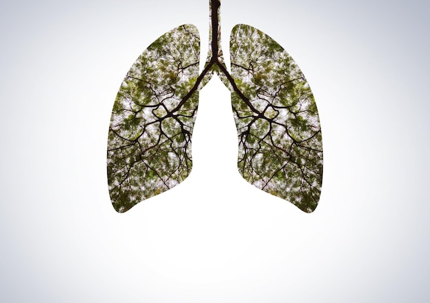 Árbol verde con forma de pulmones humanos Concepto de oxígeno natural por hoja verde en forma de pulmones