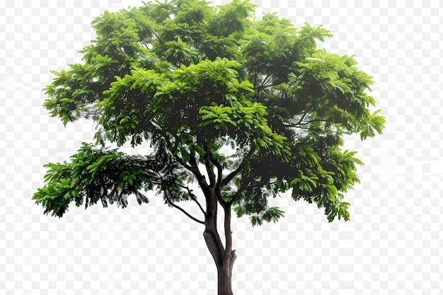 Foto Árbol verde de hoja caduca árboles de naturaleza de vegetación árbol aislado camino de corte árboles de follaje de hoja perenne