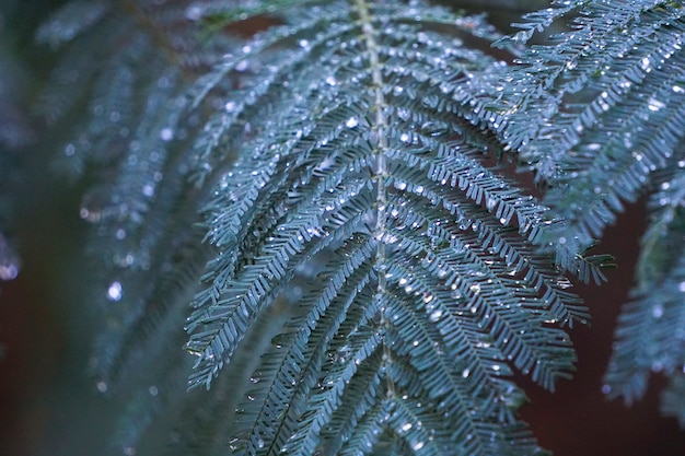 árbol verde hojas ramas en la naturaleza