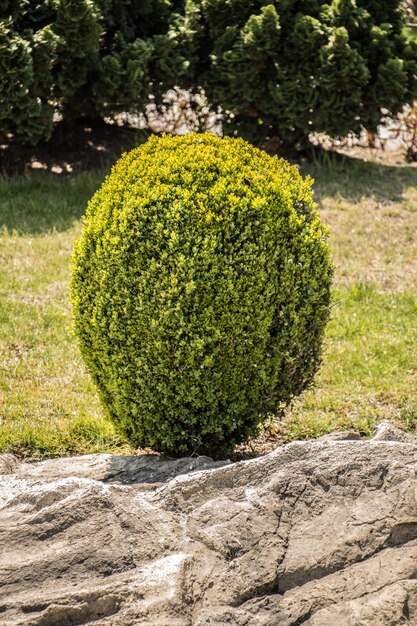 Foto el árbol verde joven crece en la naturaleza