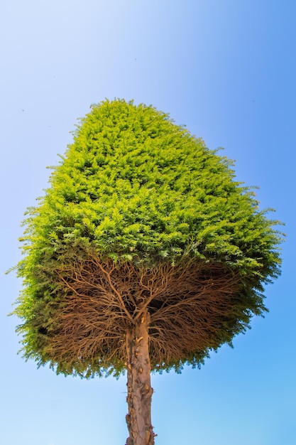 El árbol verde joven crece en el parque