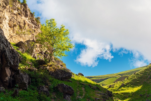 Foto Árbol verde en la ladera de la montaña