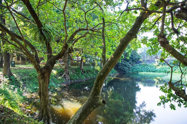 Árbol verde natural en el parque