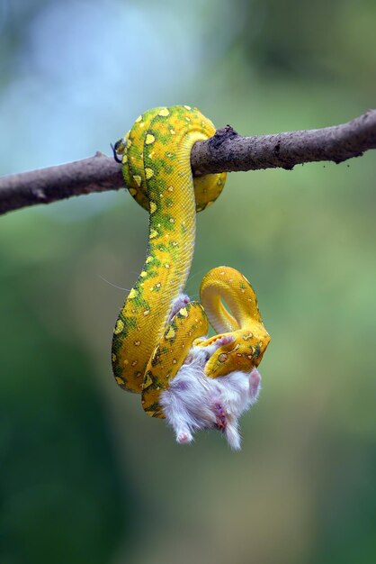 El árbol verde phyton come un ratón como presa