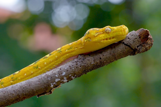 El árbol verde phyton en una rama de árbol