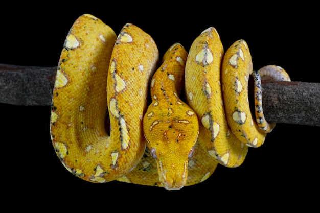 Árbol verde python juvenil closeup en rama con fondo negro