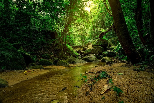 Árbol verde y roca en bosque tropical.