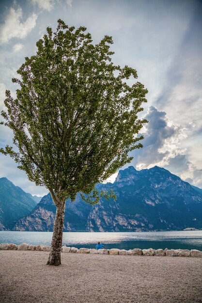 Árbol verde solitario en una playa Torbole, lago de Garda, Italia